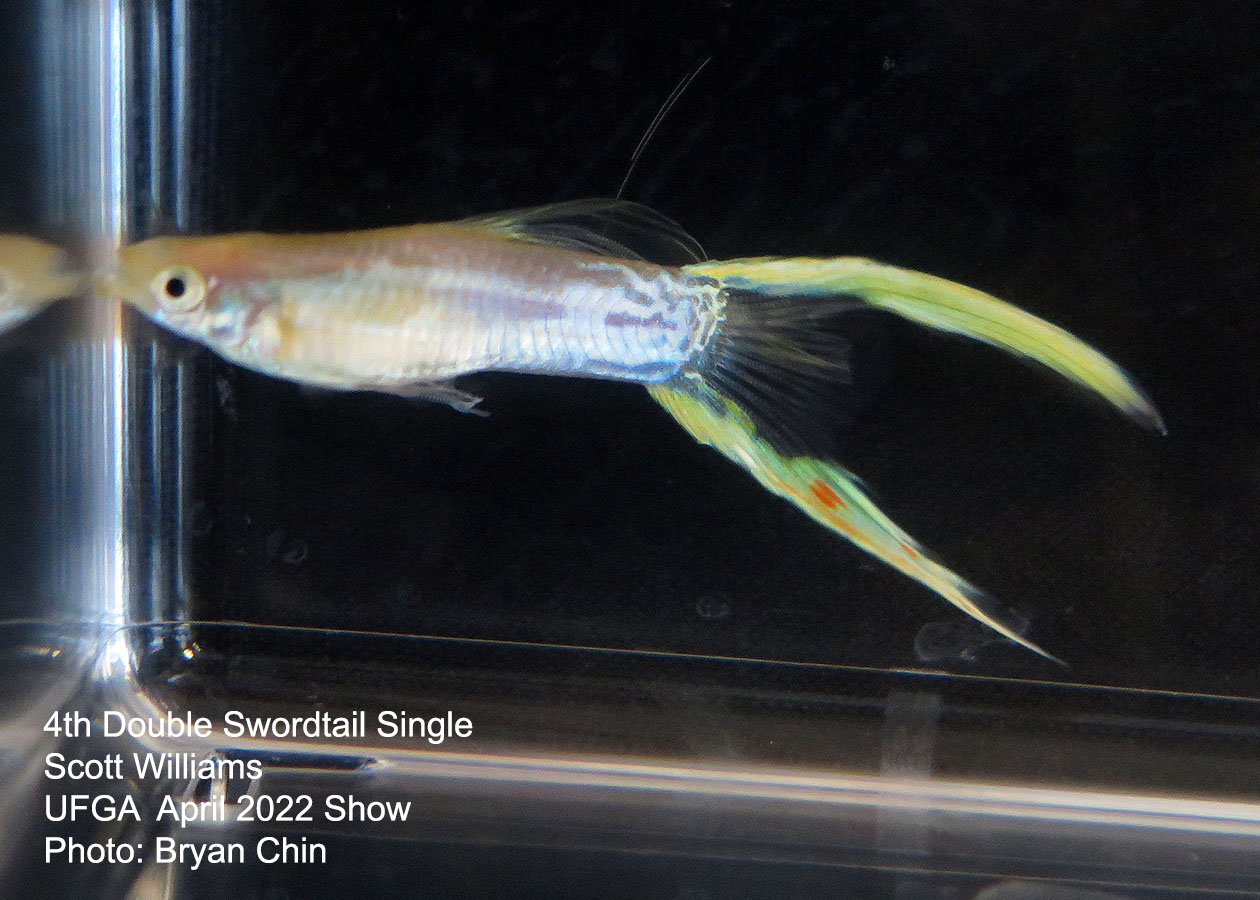 swordtail guppy