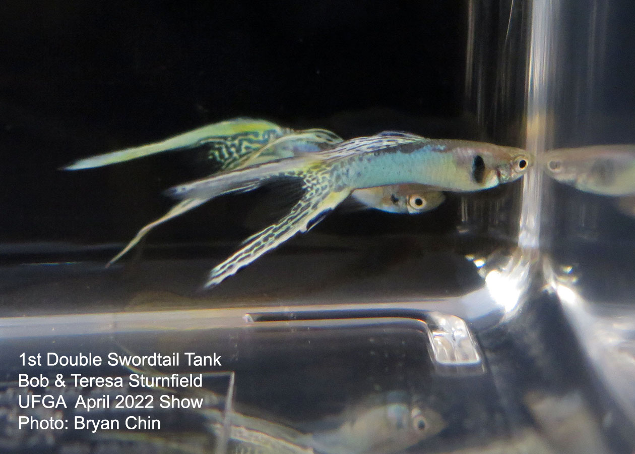 swordtail guppy