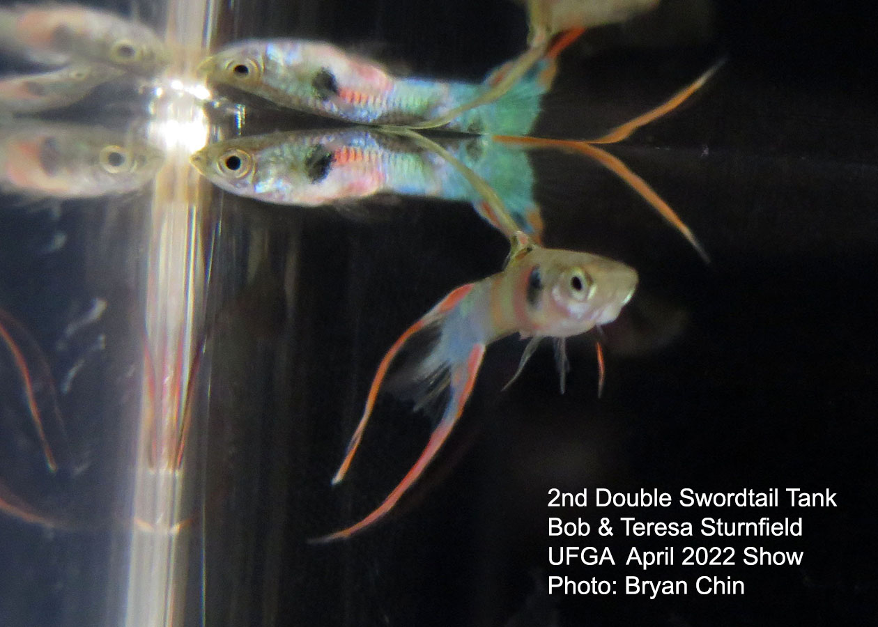 swordtail guppy