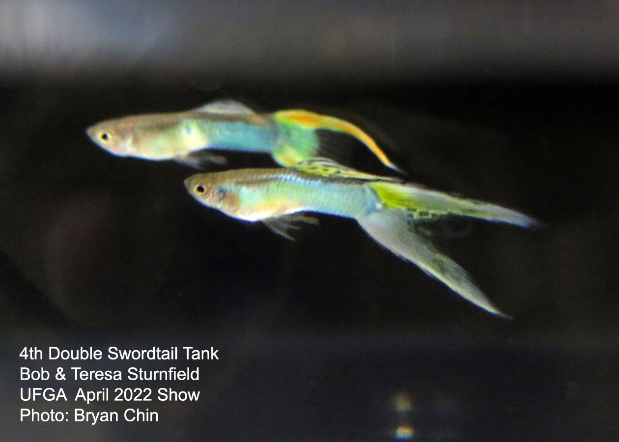 swordtail guppy