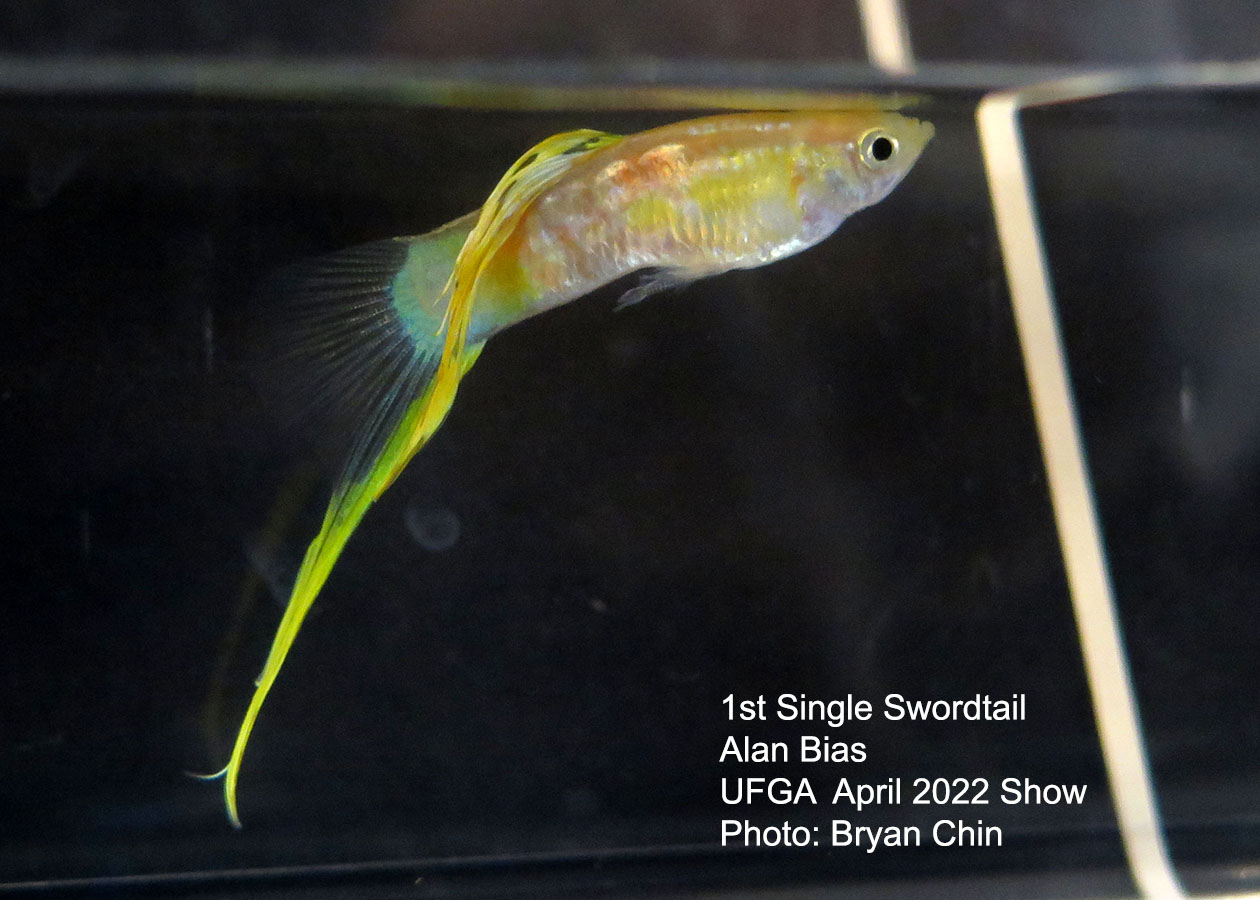 Swordtail guppy