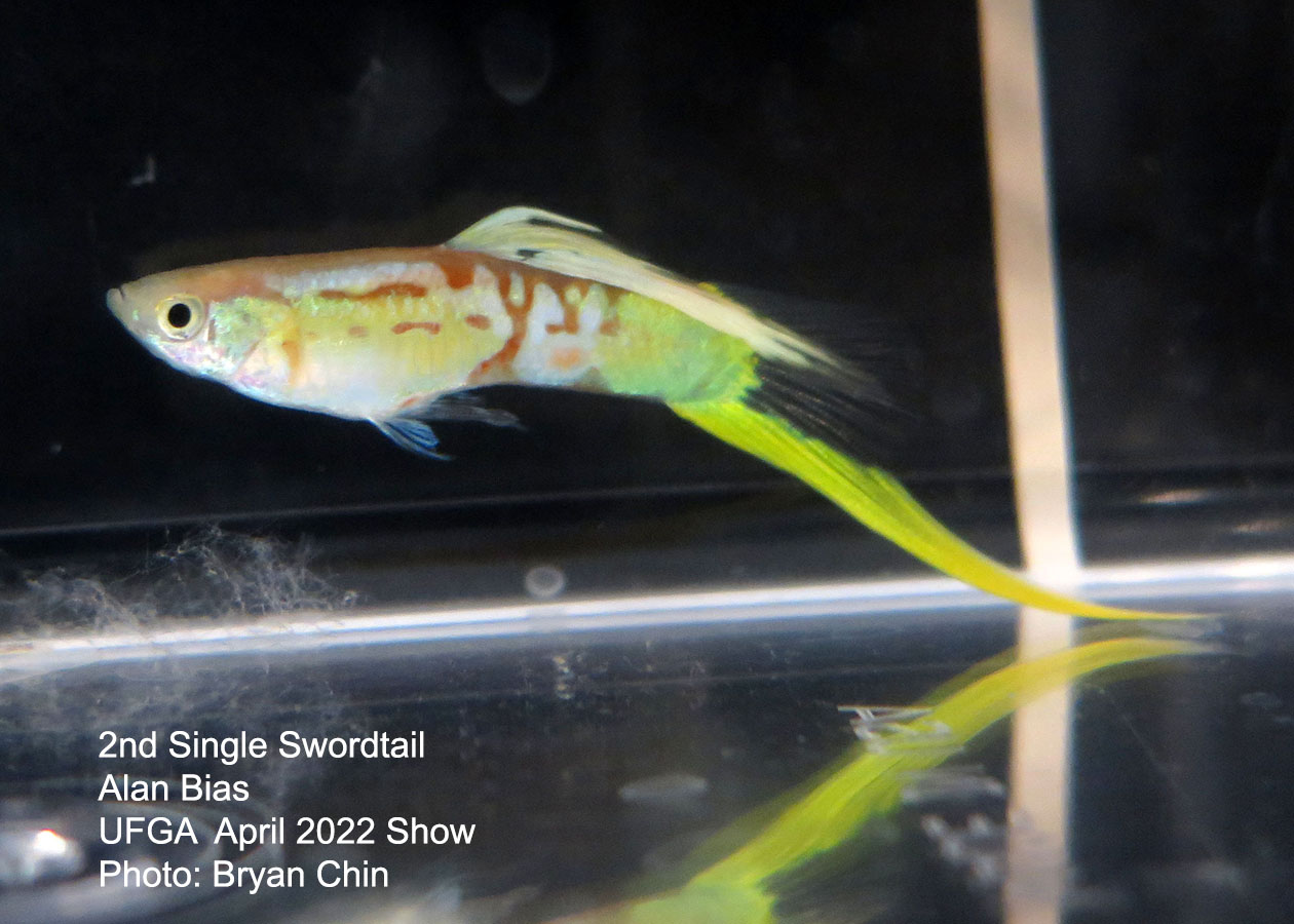 swordtail guppy