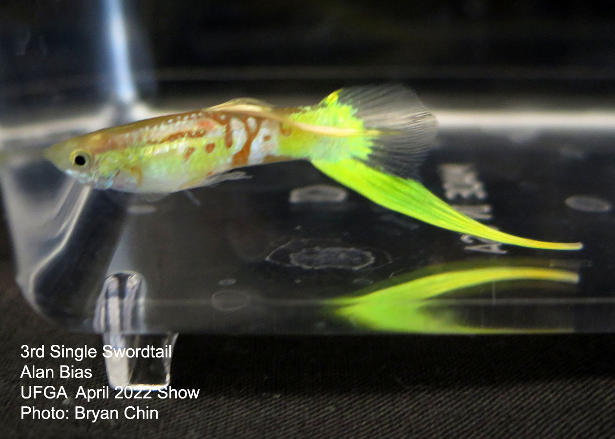 swordtail guppy