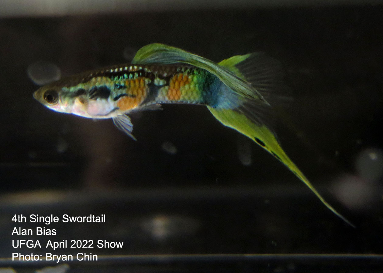 swordtail guppy