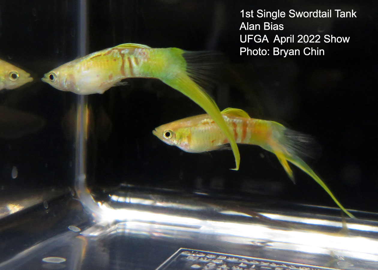 swordtail guppy