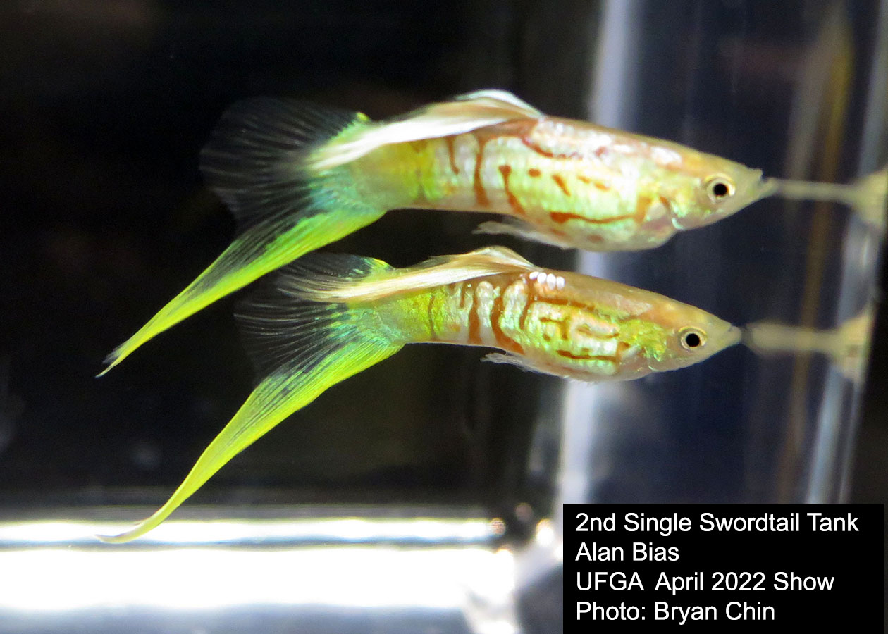 swordtail guppy