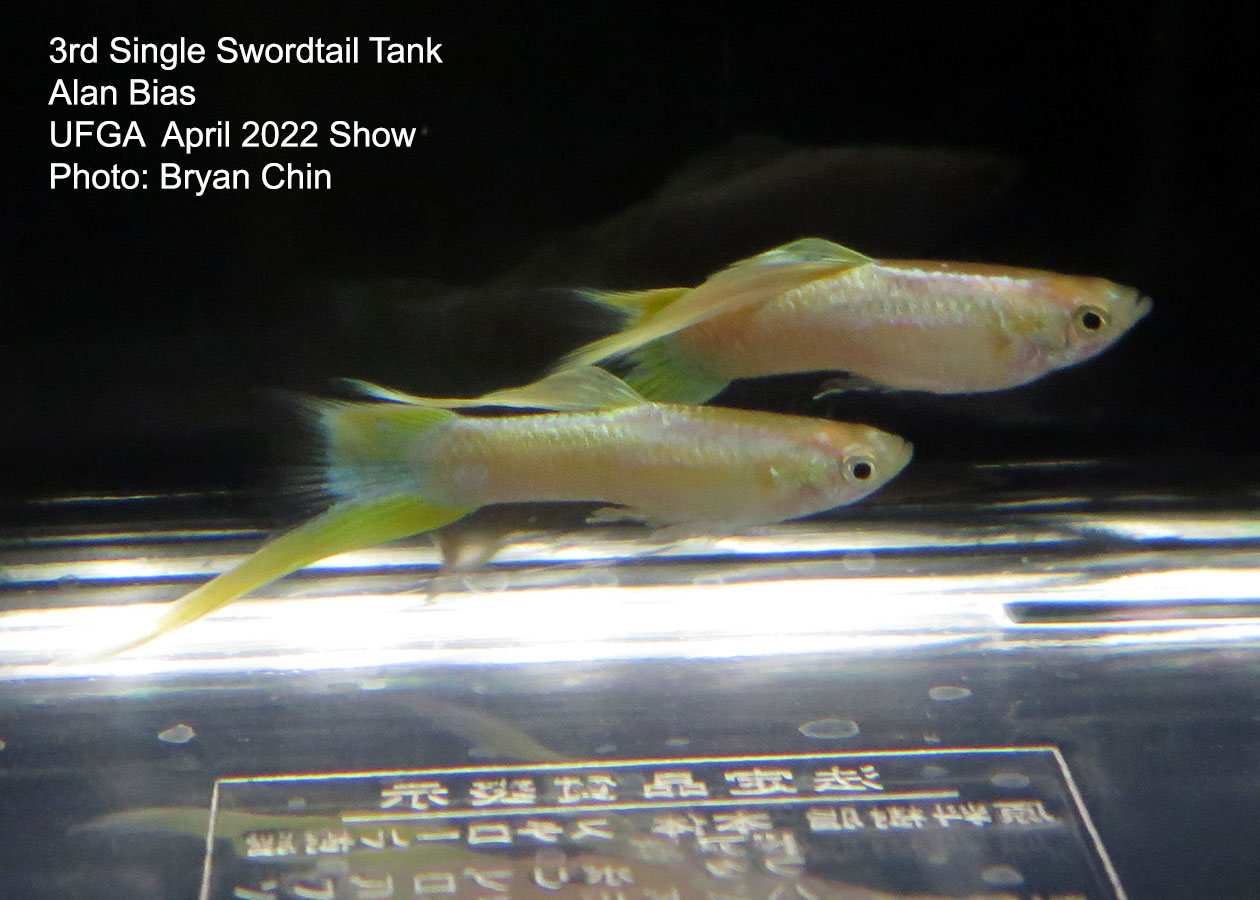 swordtail guppy