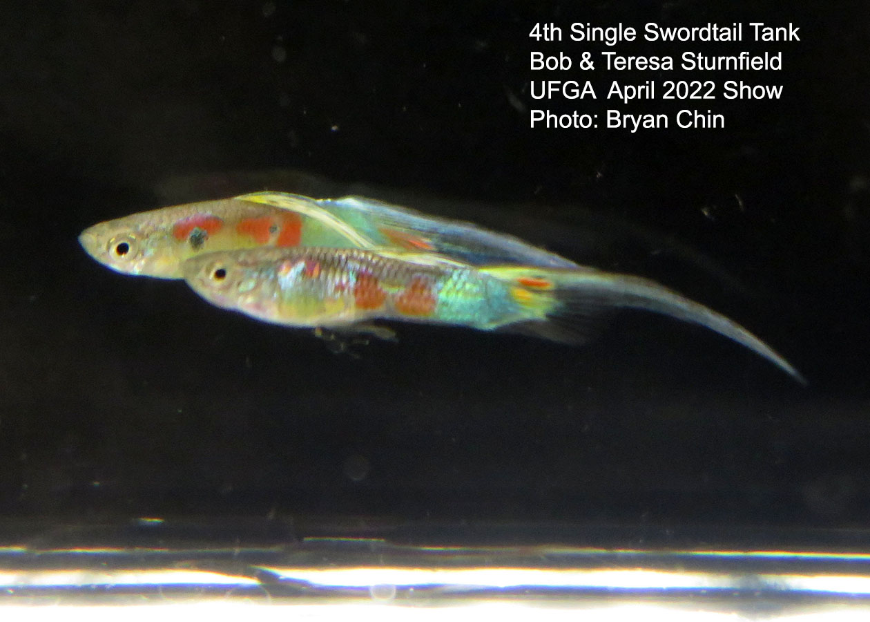 swordtail guppy