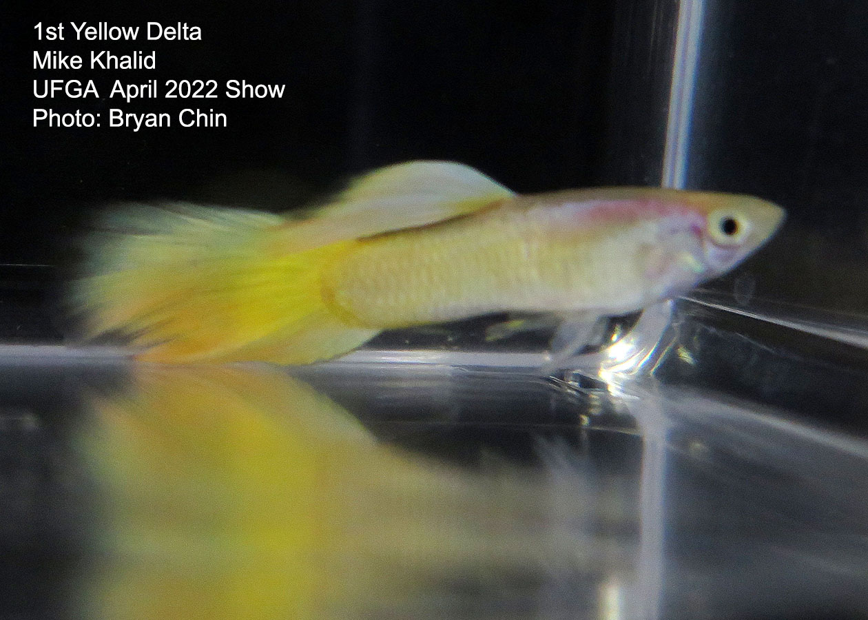 yellow guppy