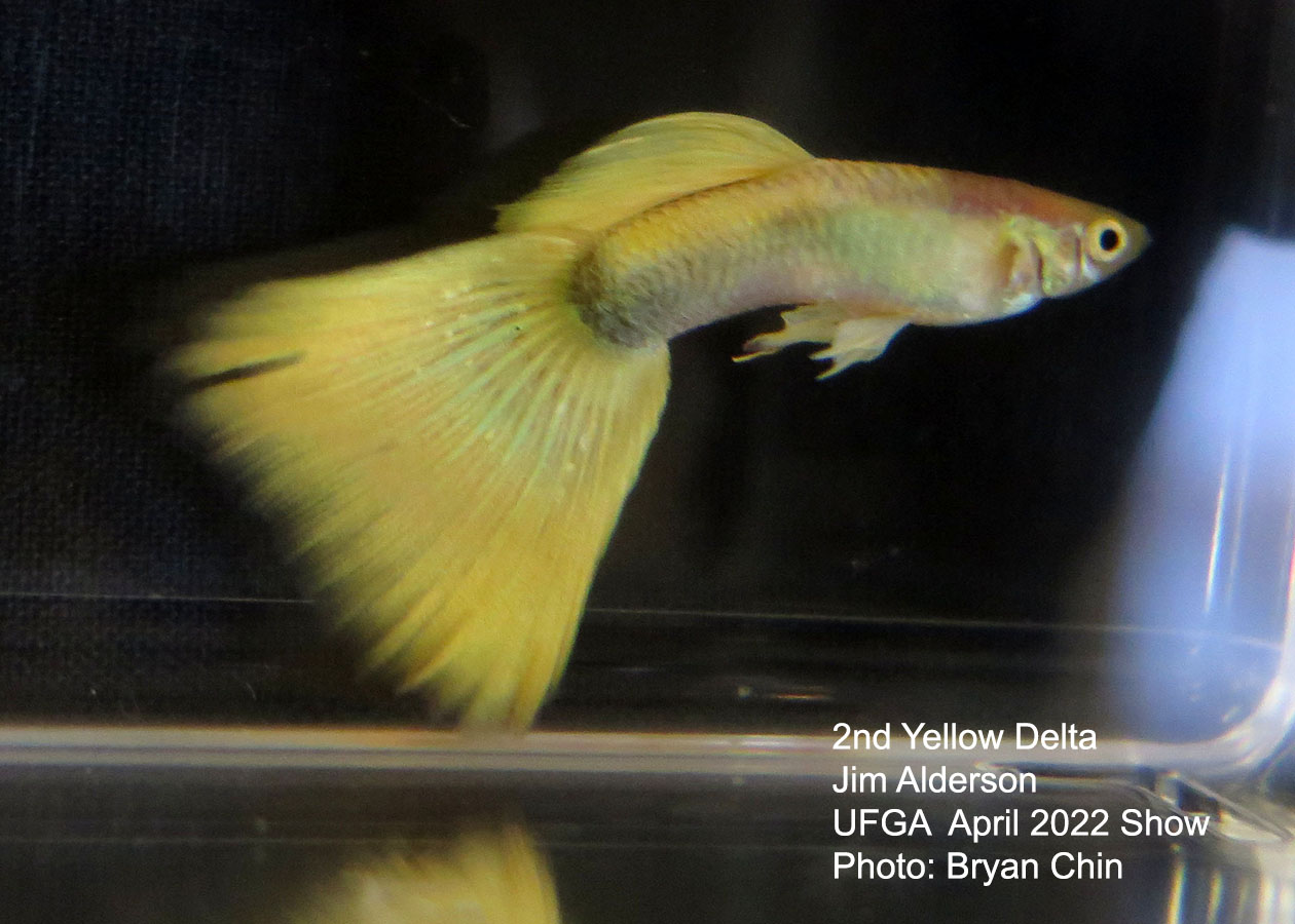 yellow guppy