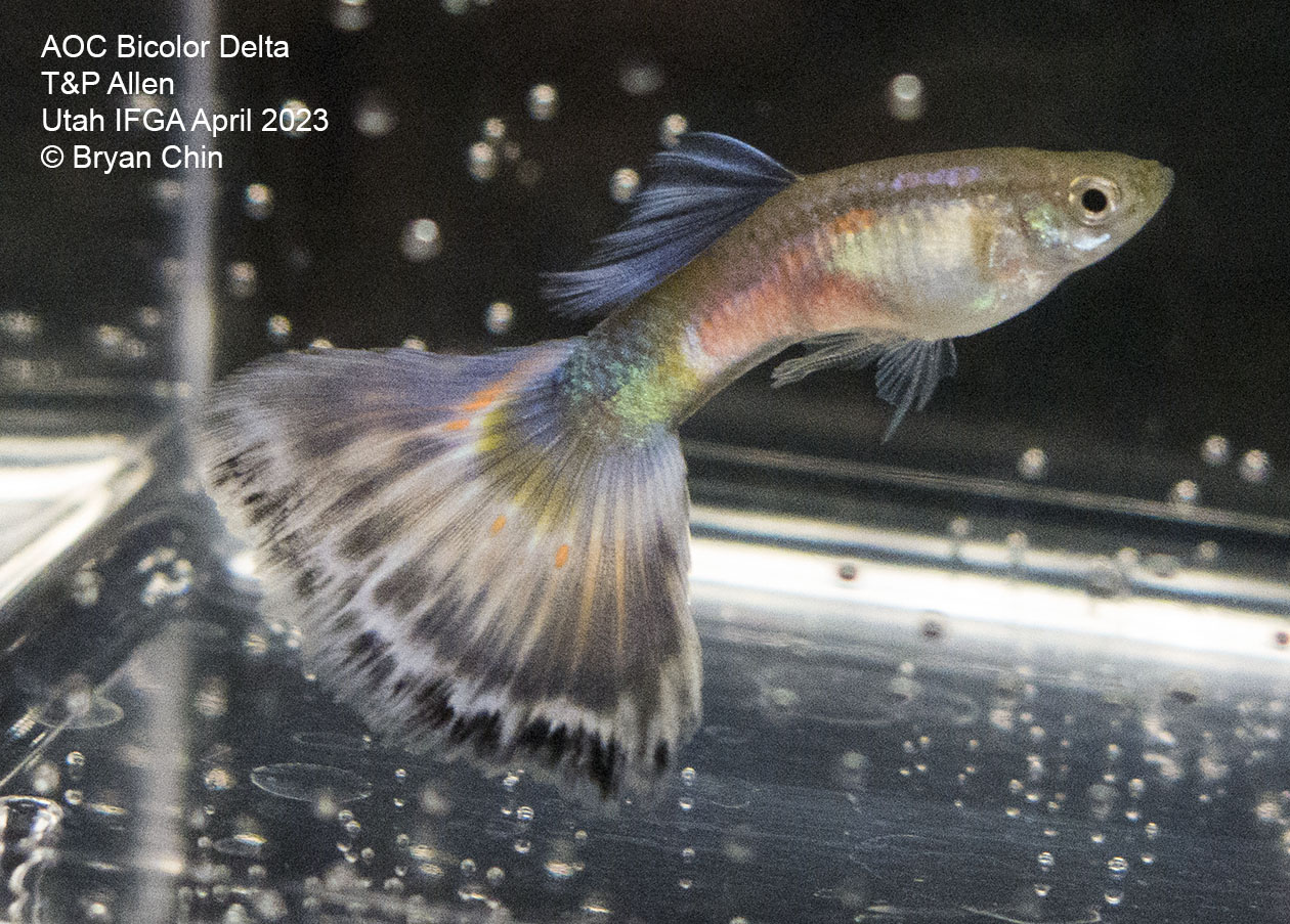 guppy purple bicolor