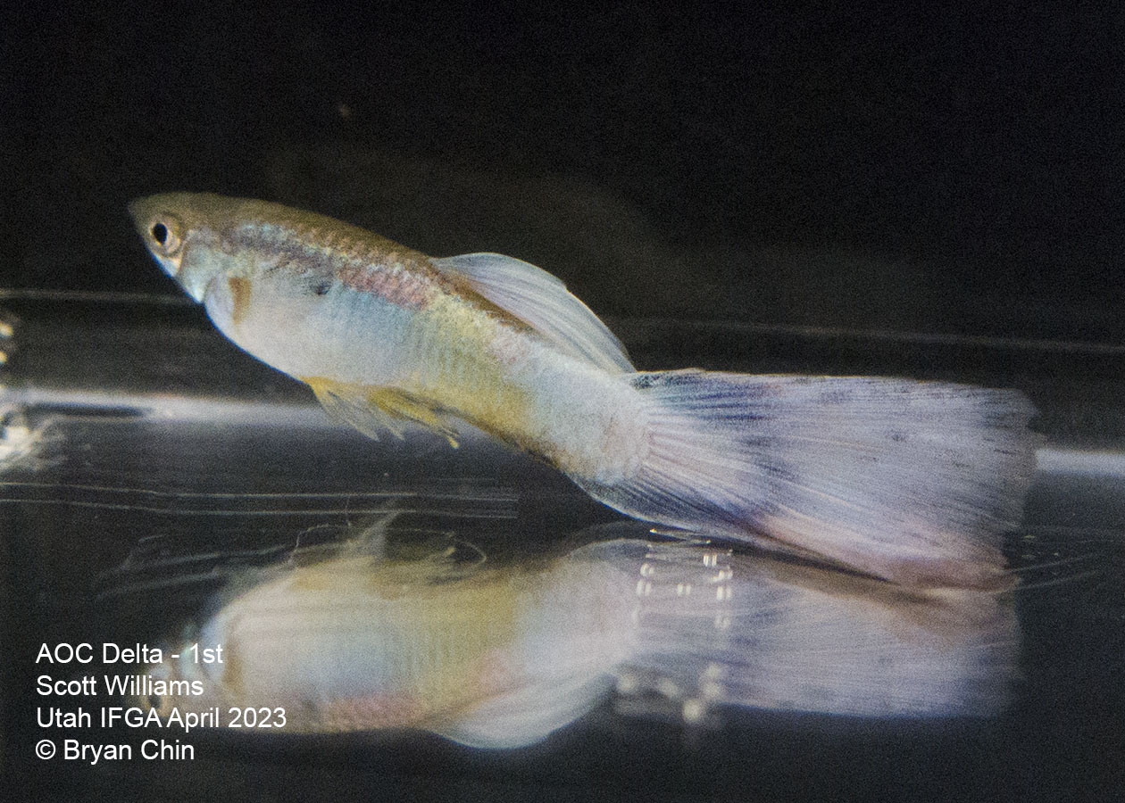 guppy white