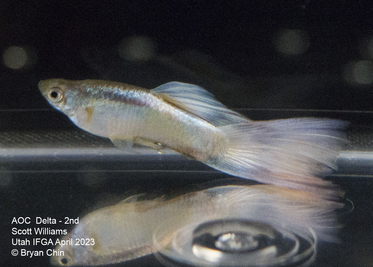 guppy white