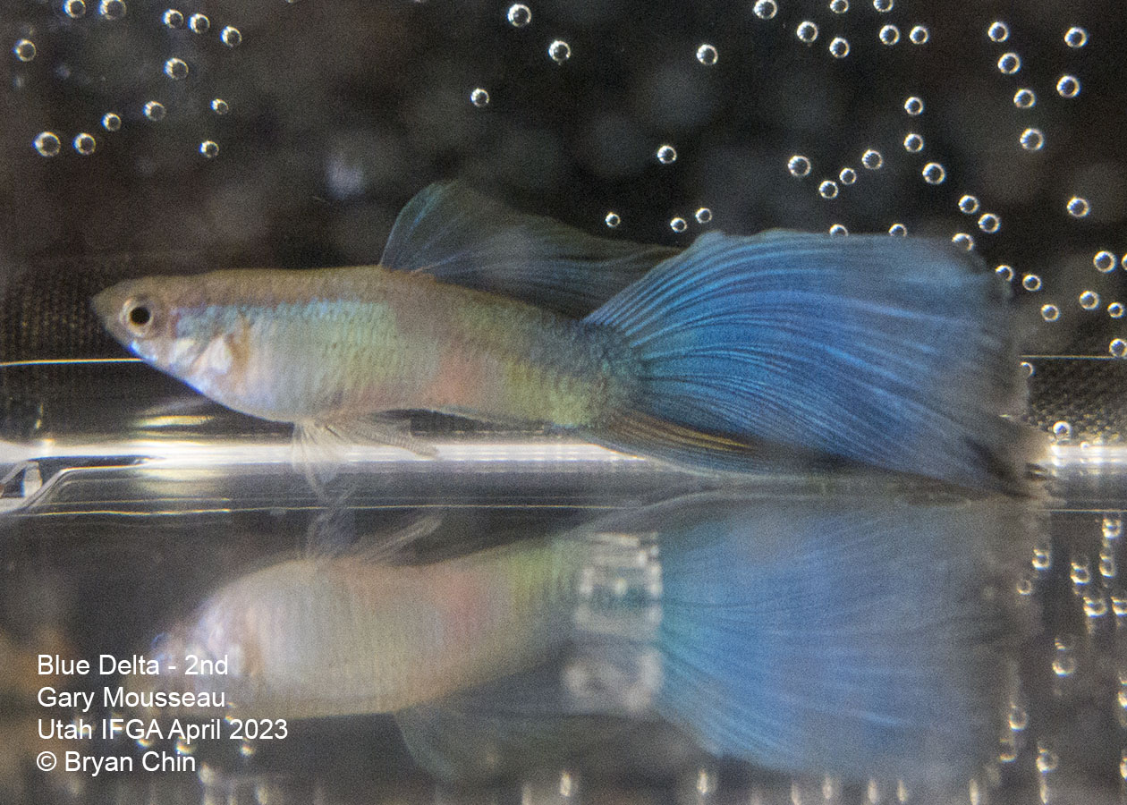 guppy blue