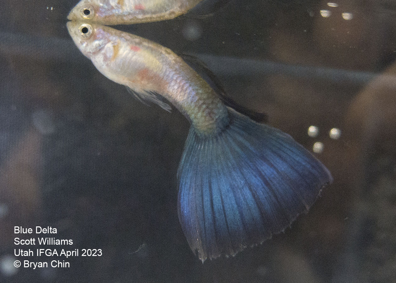 guppy blue