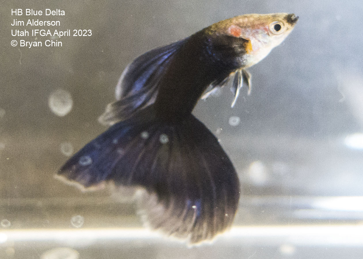 hb half black guppy purple