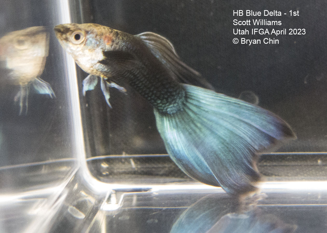 guppy hb half black blue