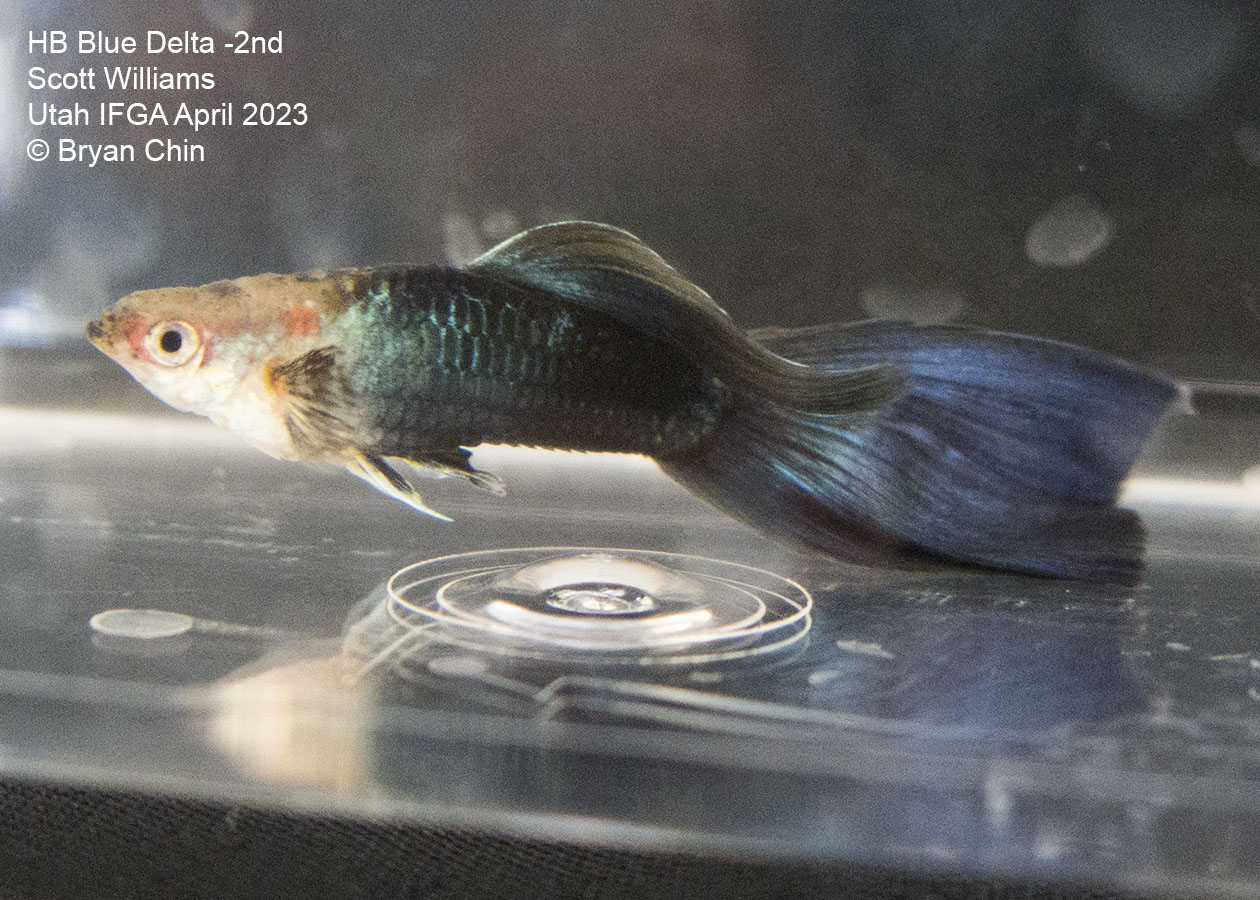 guppy hb half black blue