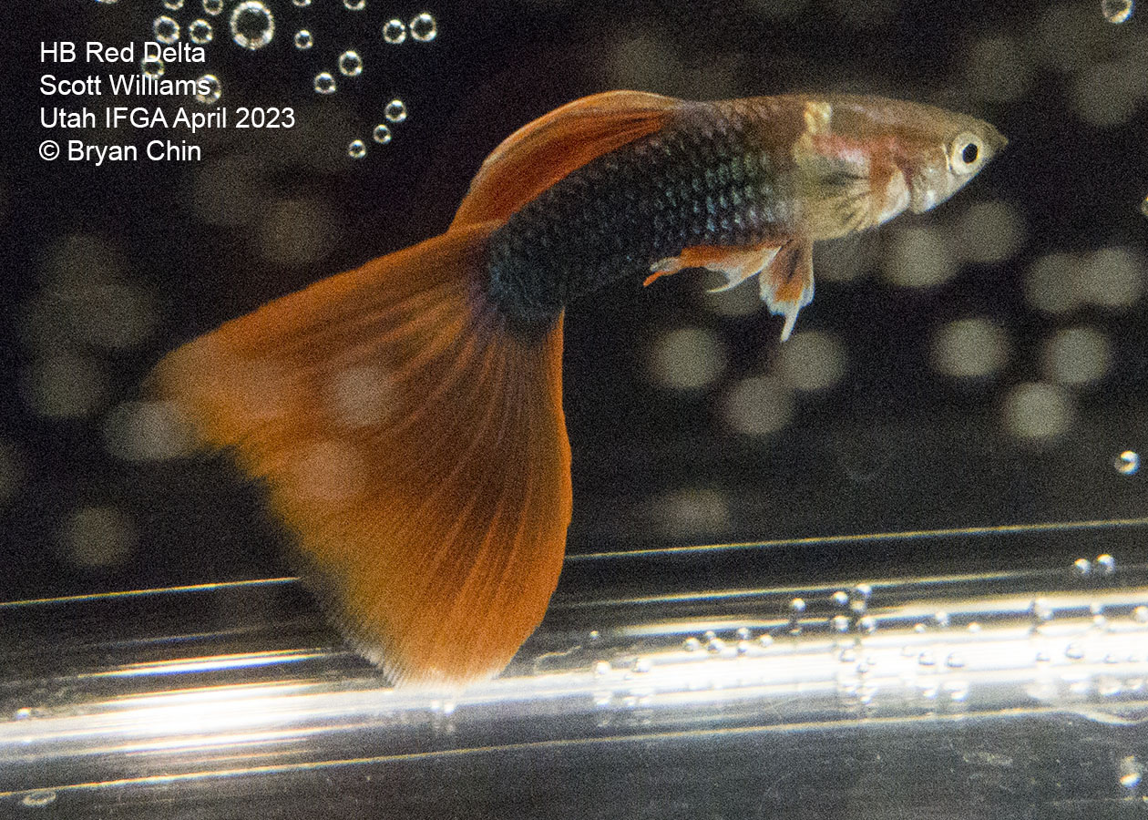 guppy hb half black red