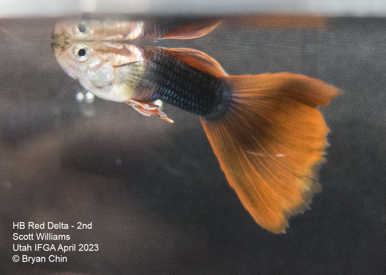 guppy hb half black red