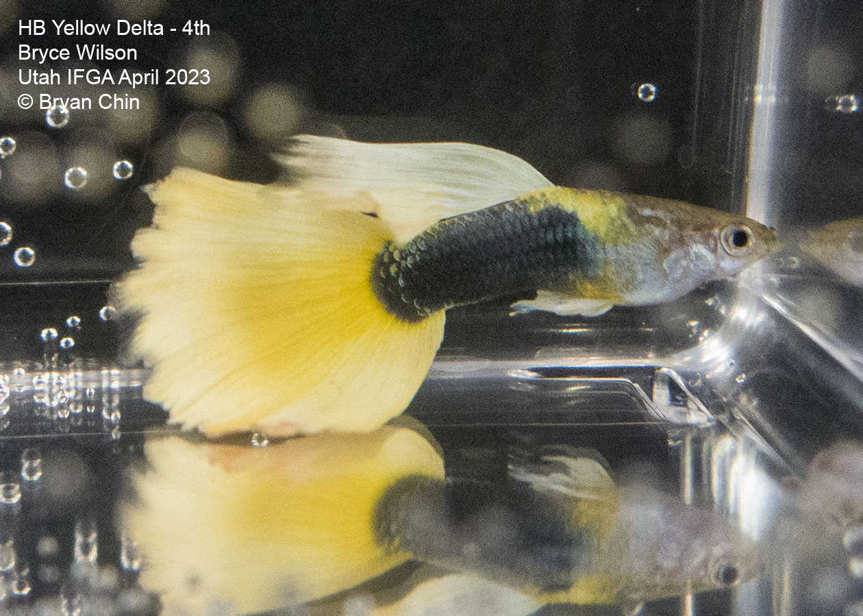 guppy hb half black yellow