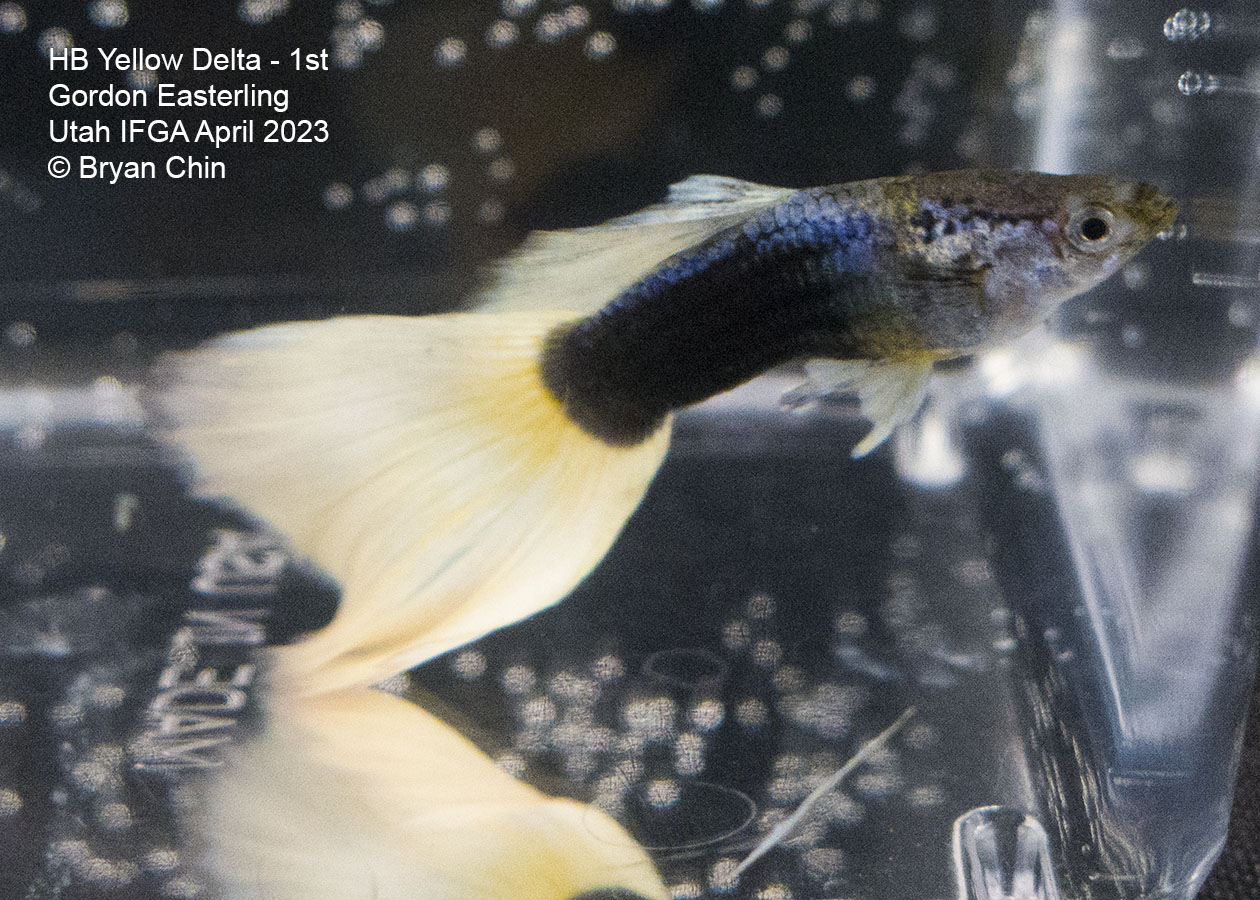 guppy hb half black yellow