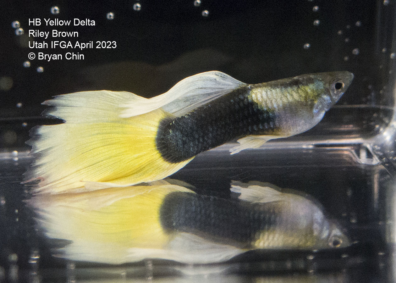 guppy hb half black yellow