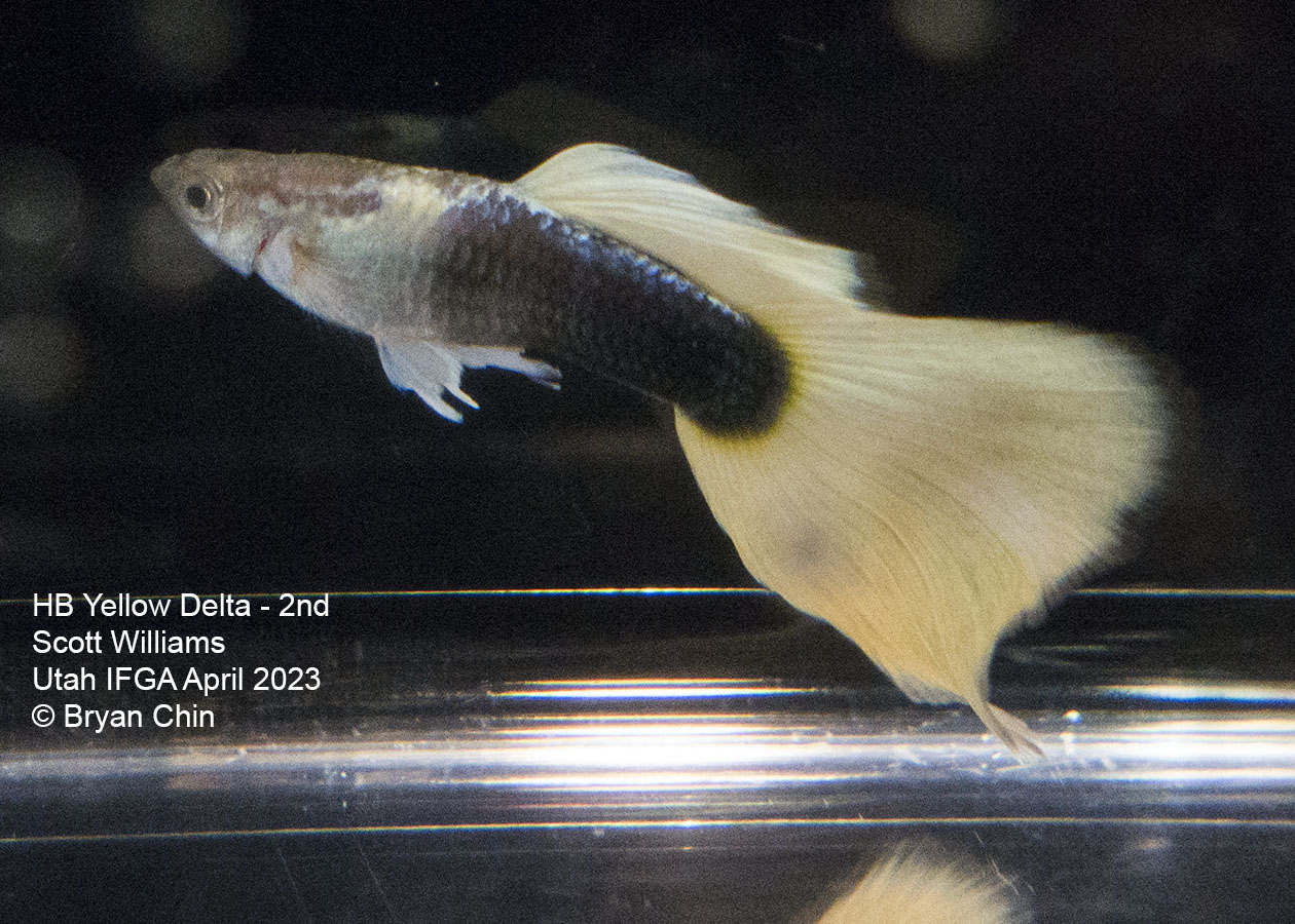 guppy hb half black yellow