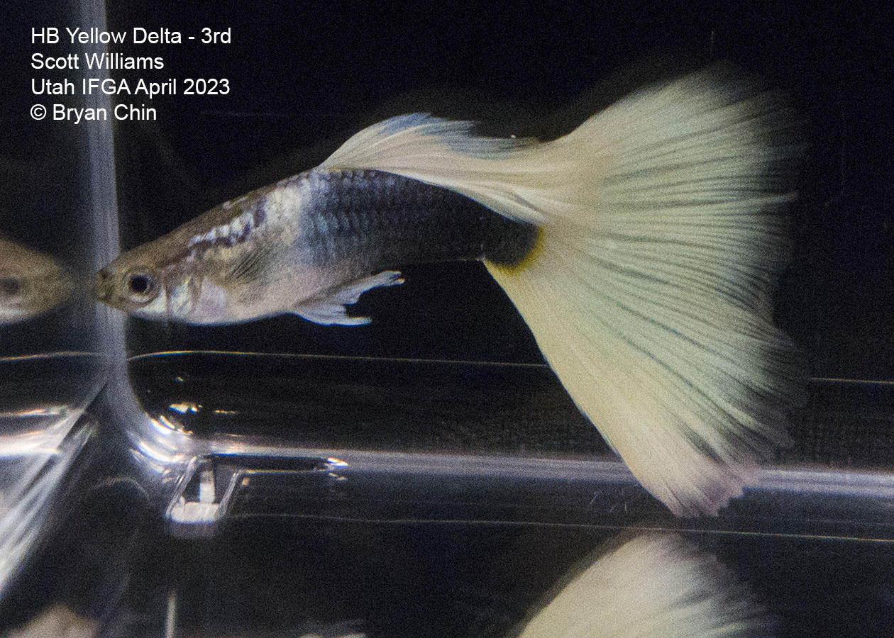 guppy hb half black yellow