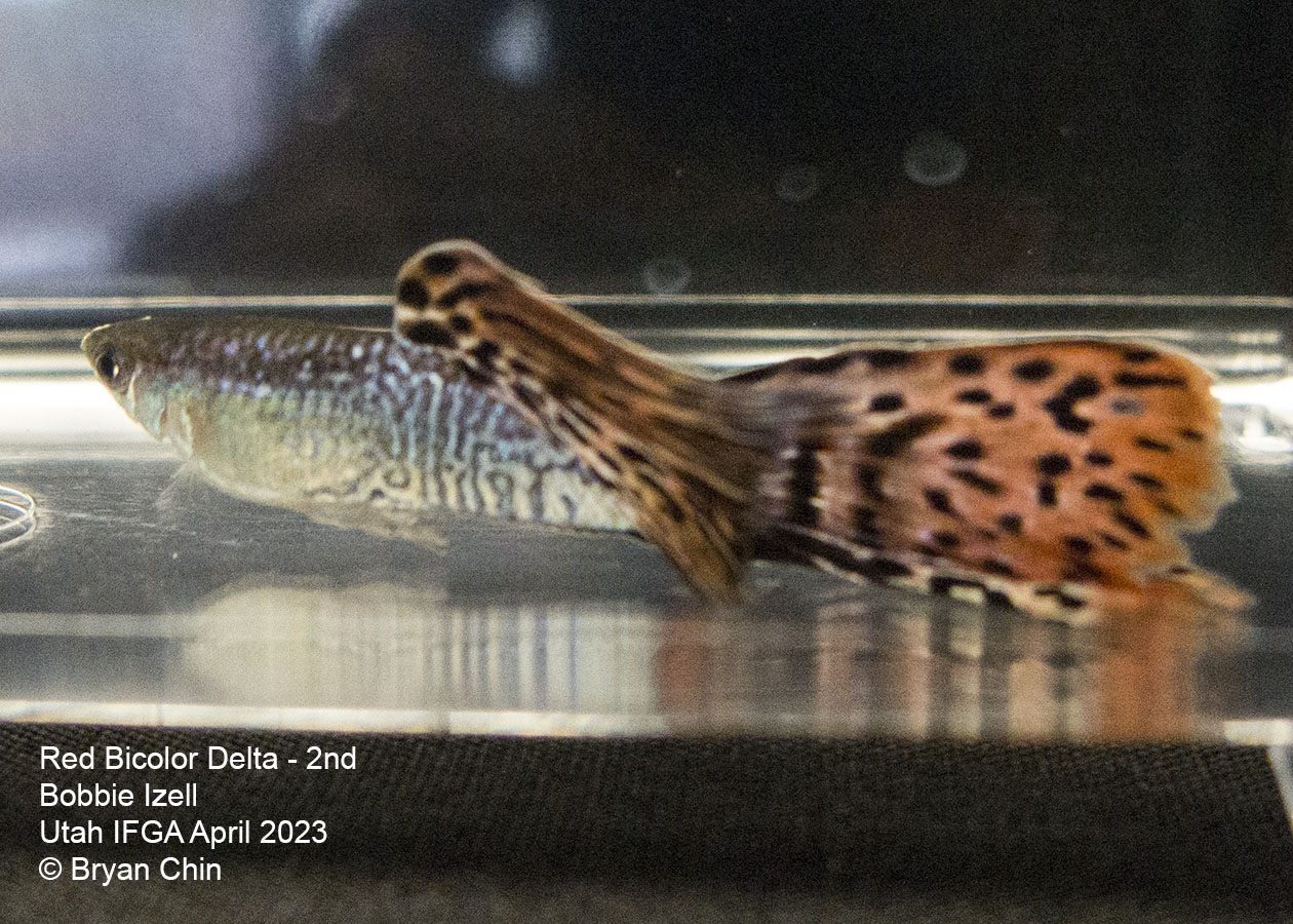 guppy red bicolor snake