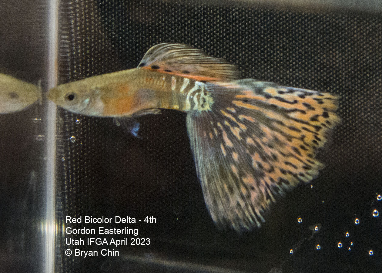 guppy red bicolor 