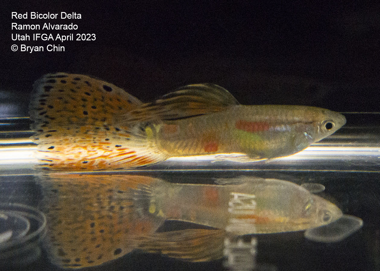 guppy red bicolor grass