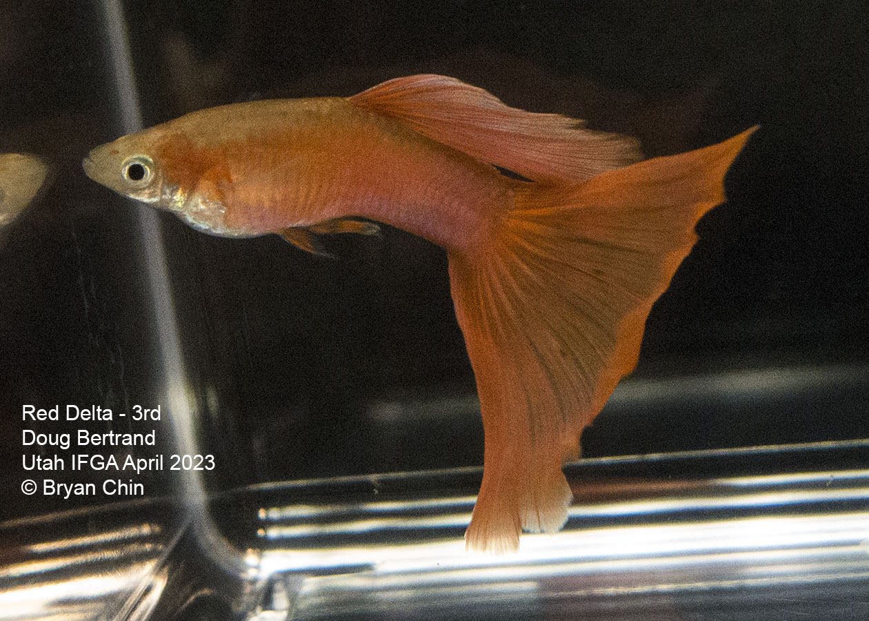 guppy red