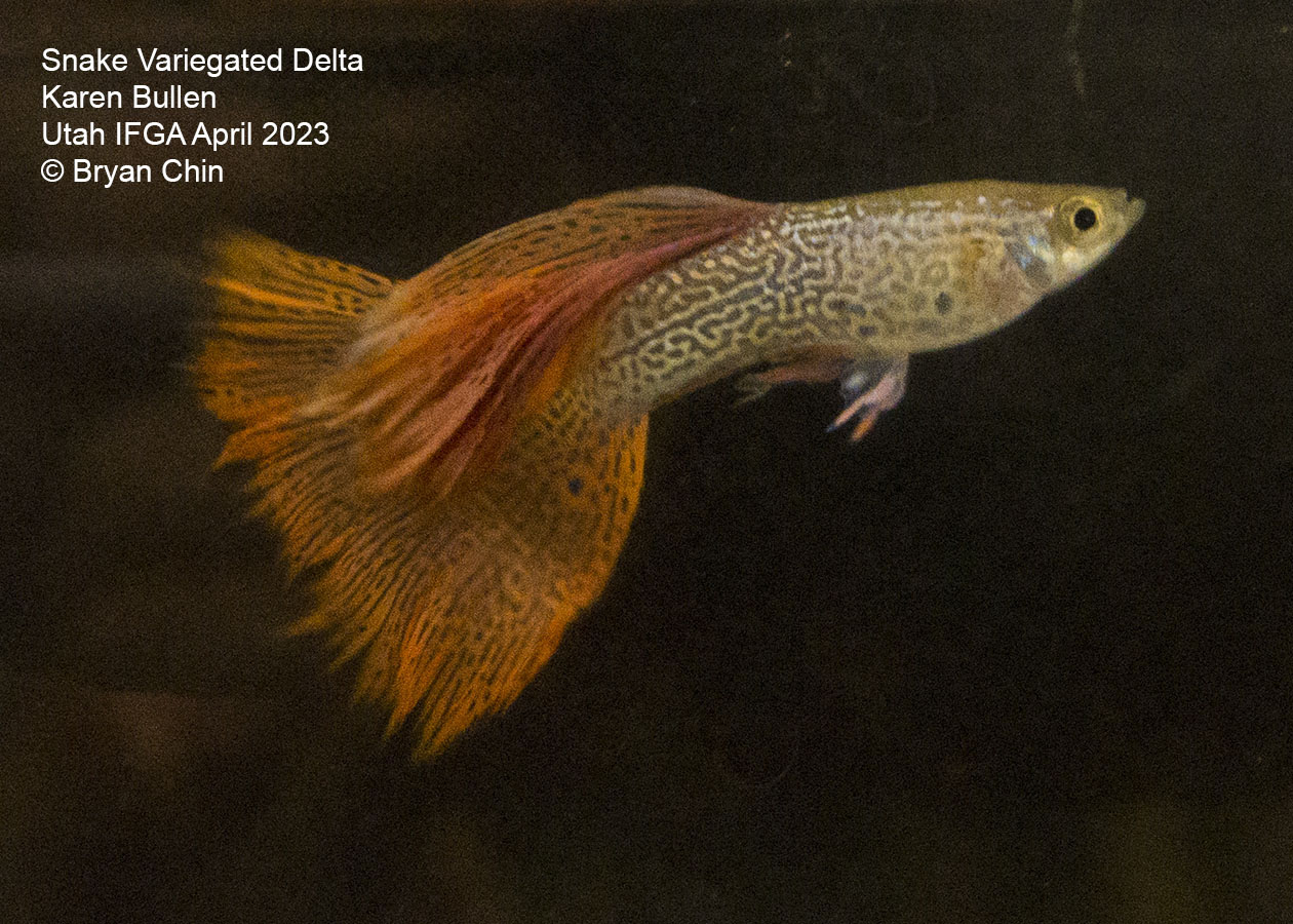 guppy snake variegated red