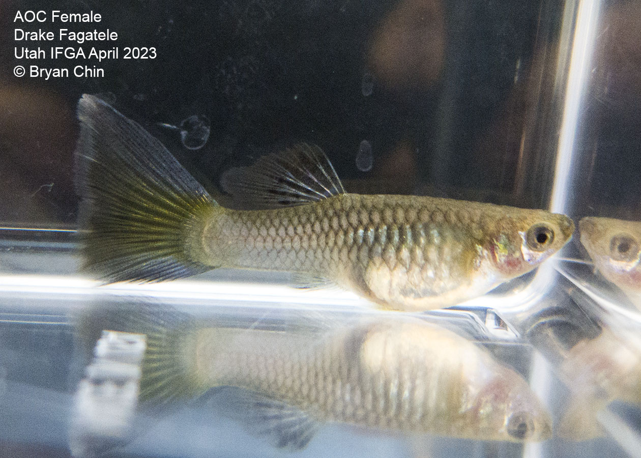 female guppy purple