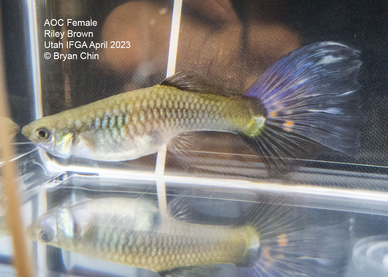 female guppy 