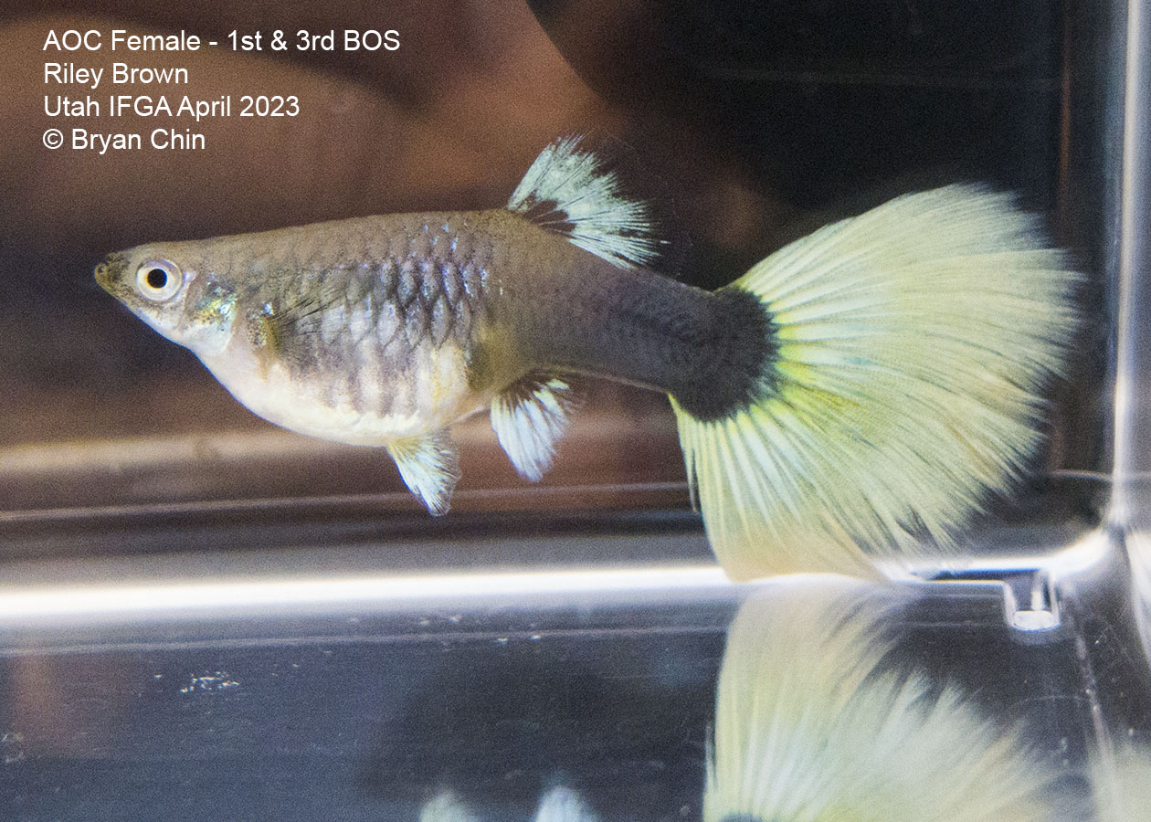 female guppy pastel