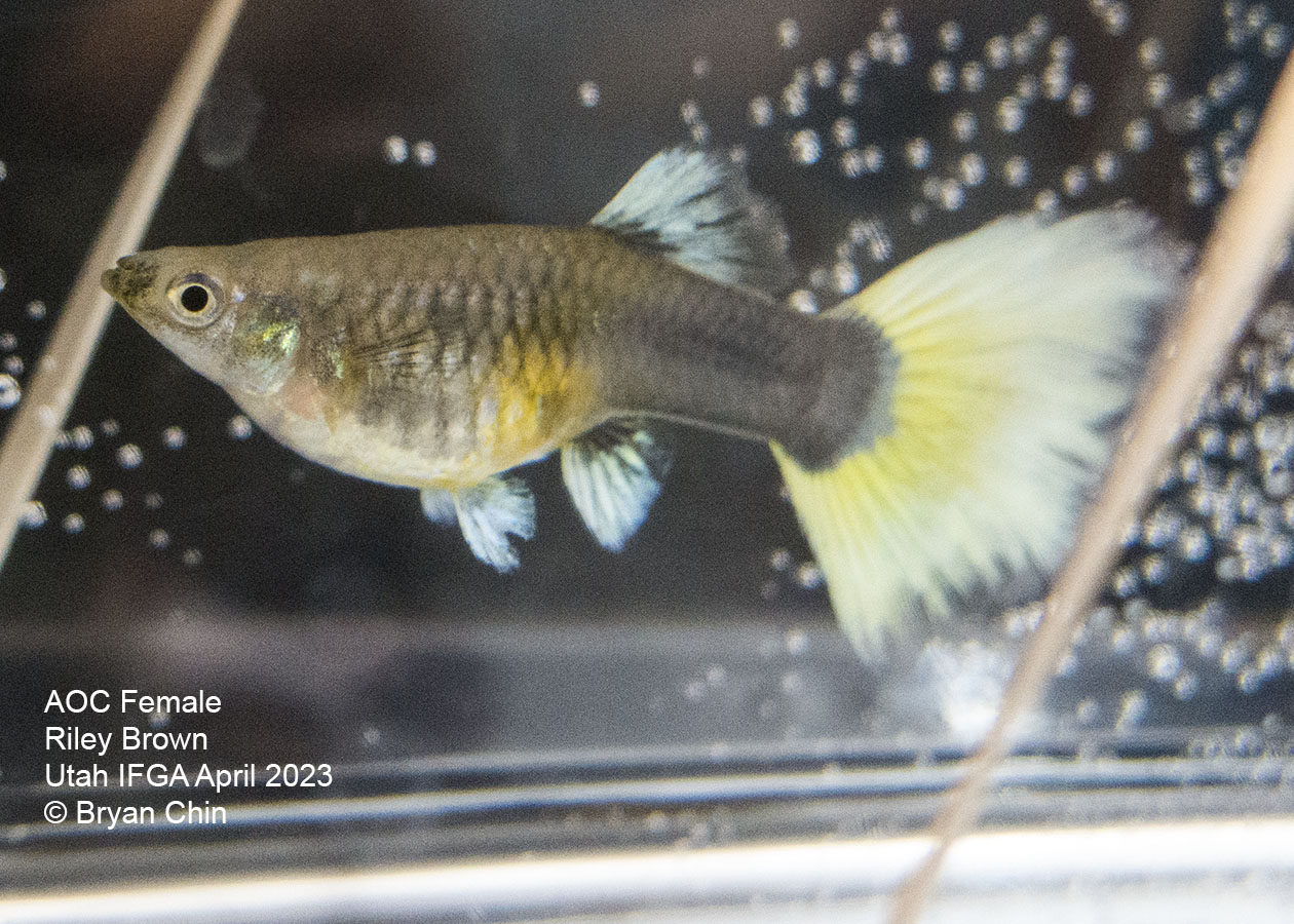 female guppy pastel