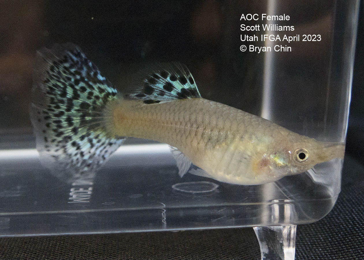 female guppy green bicolor