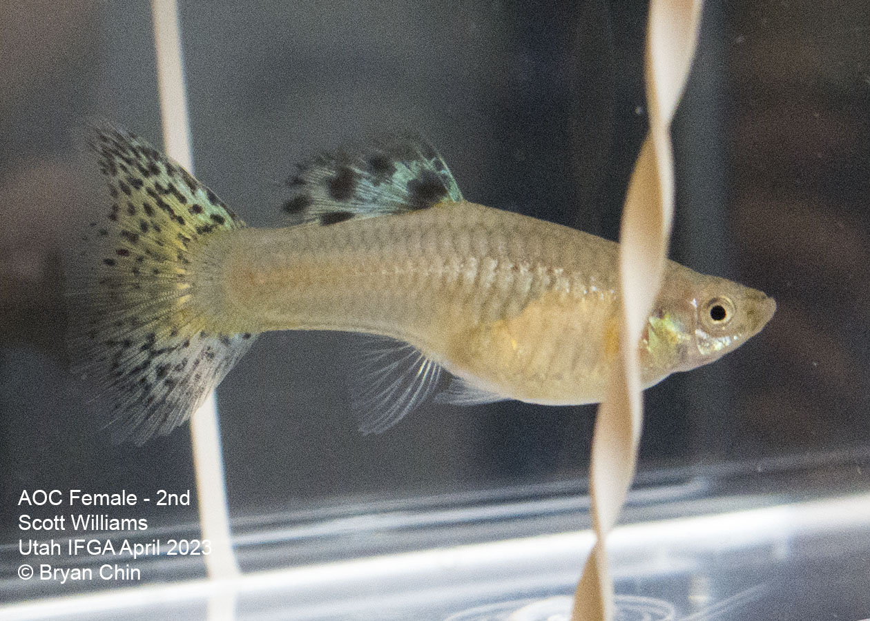 female guppy green bicolor