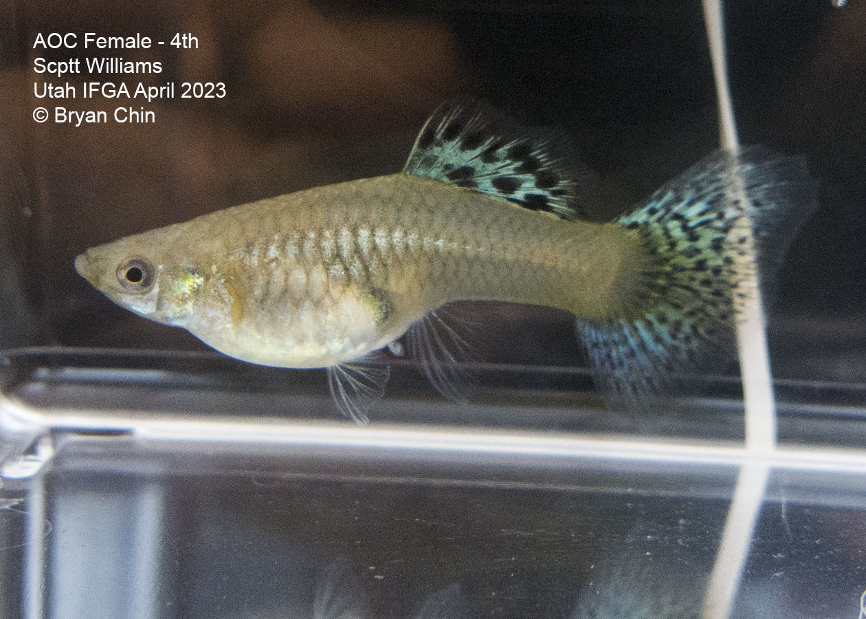 female guppy green bicolor