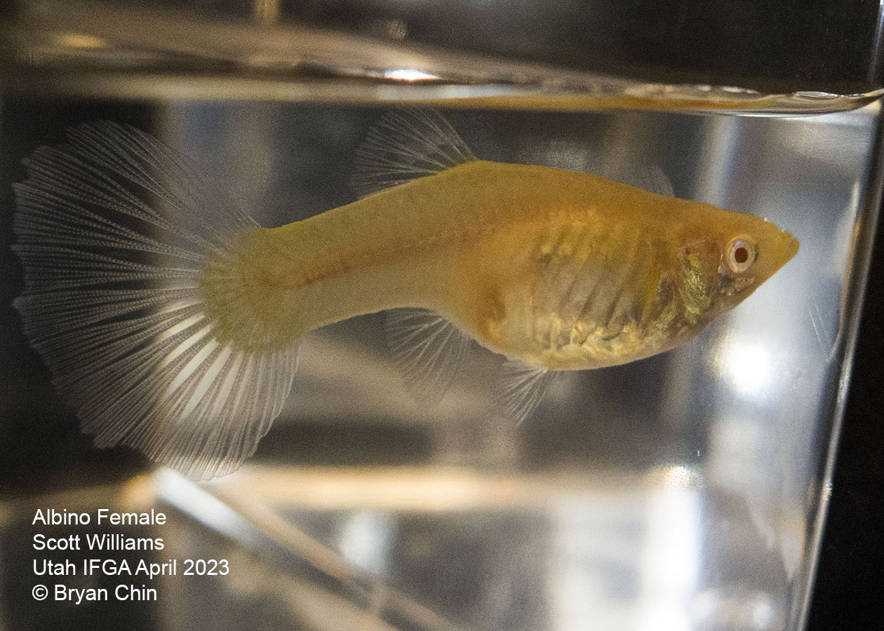 female guppy Albino