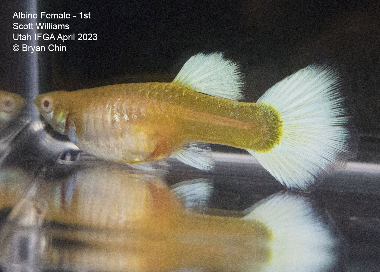 female guppy Albino