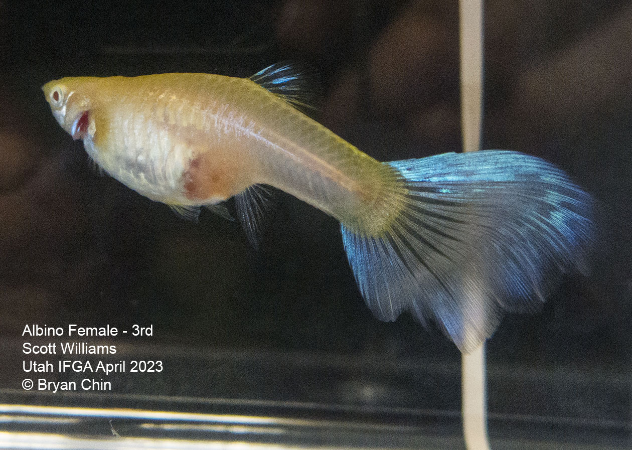 female guppy Albino