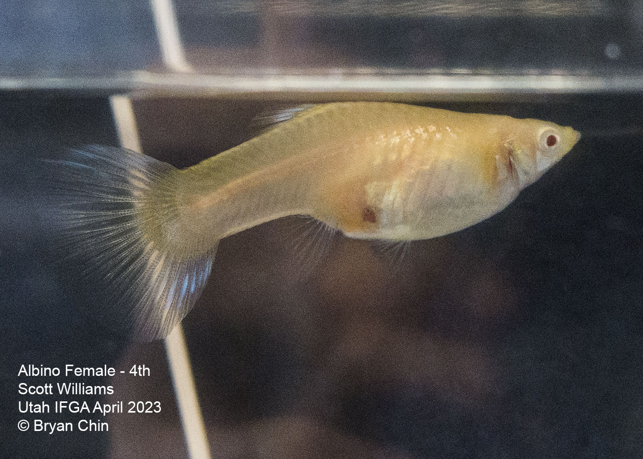 female guppy Albino