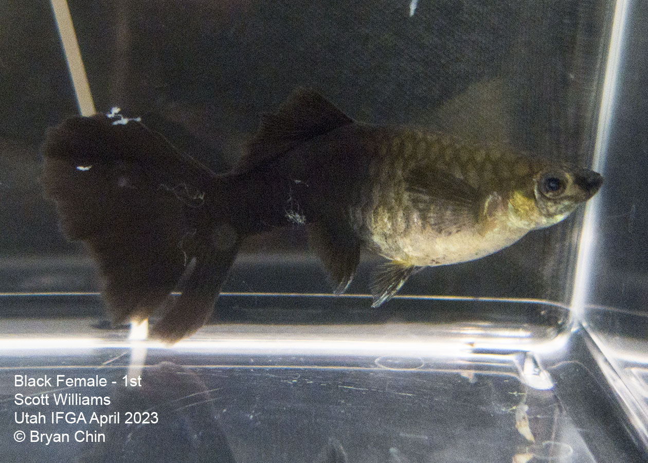 female guppy black