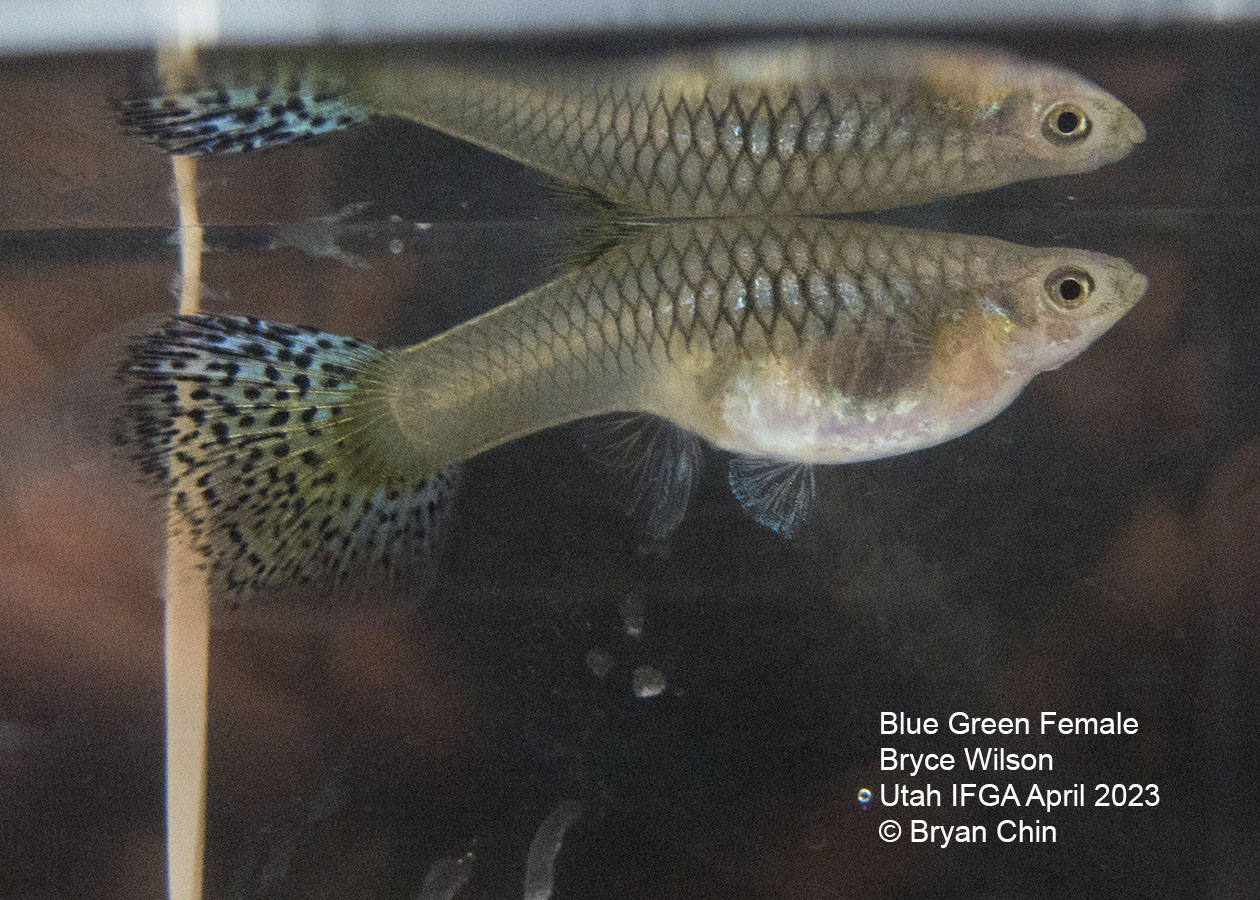 female guppy green bicolor