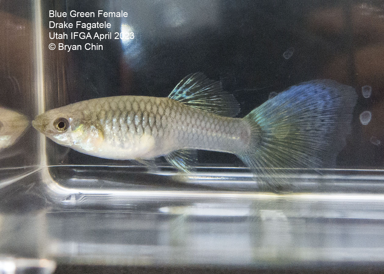 female guppy green  