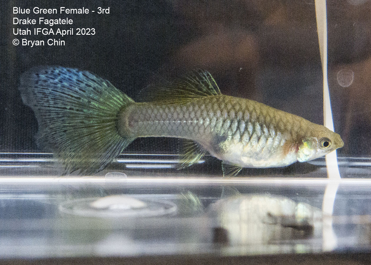 female guppy green bicolor