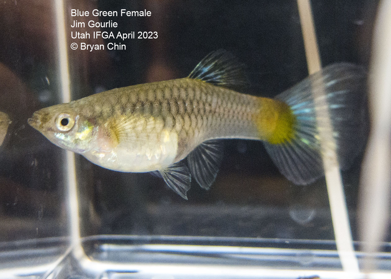 female guppy  green